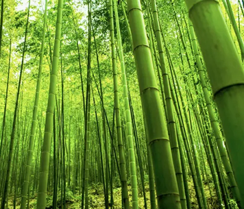 Raw Material - Sustainable Forestry